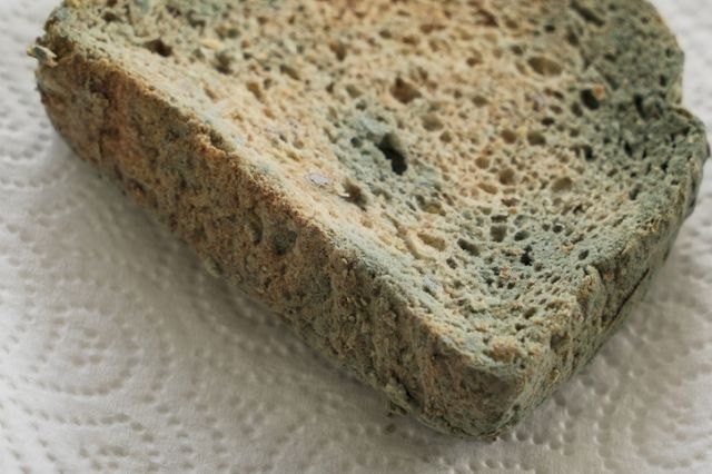 음식물에 많이 생기는 누룩곰팡이는 ‘아플라톡신’이라는 독소를 분비한다. 게티이미지뱅크