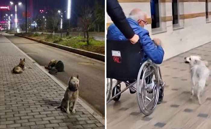 왼쪽 술 취해 도로서 잠든 주인 지킨 중국 강아지들, Cainushi SNS·오른쪽 아픈 주인 망부석 강아지 본주크, WKYC Channel 3 유튜브 캡처