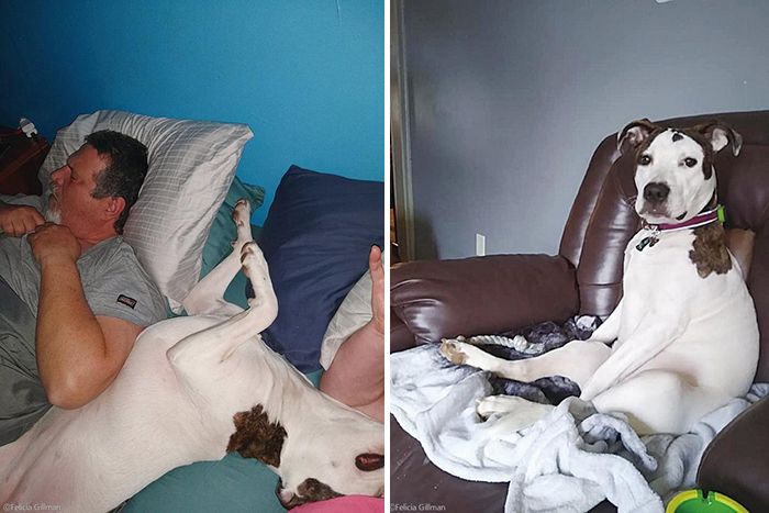 위험에 빠진 주인을 구한 찰리. 펠리시아 길먼 SNS