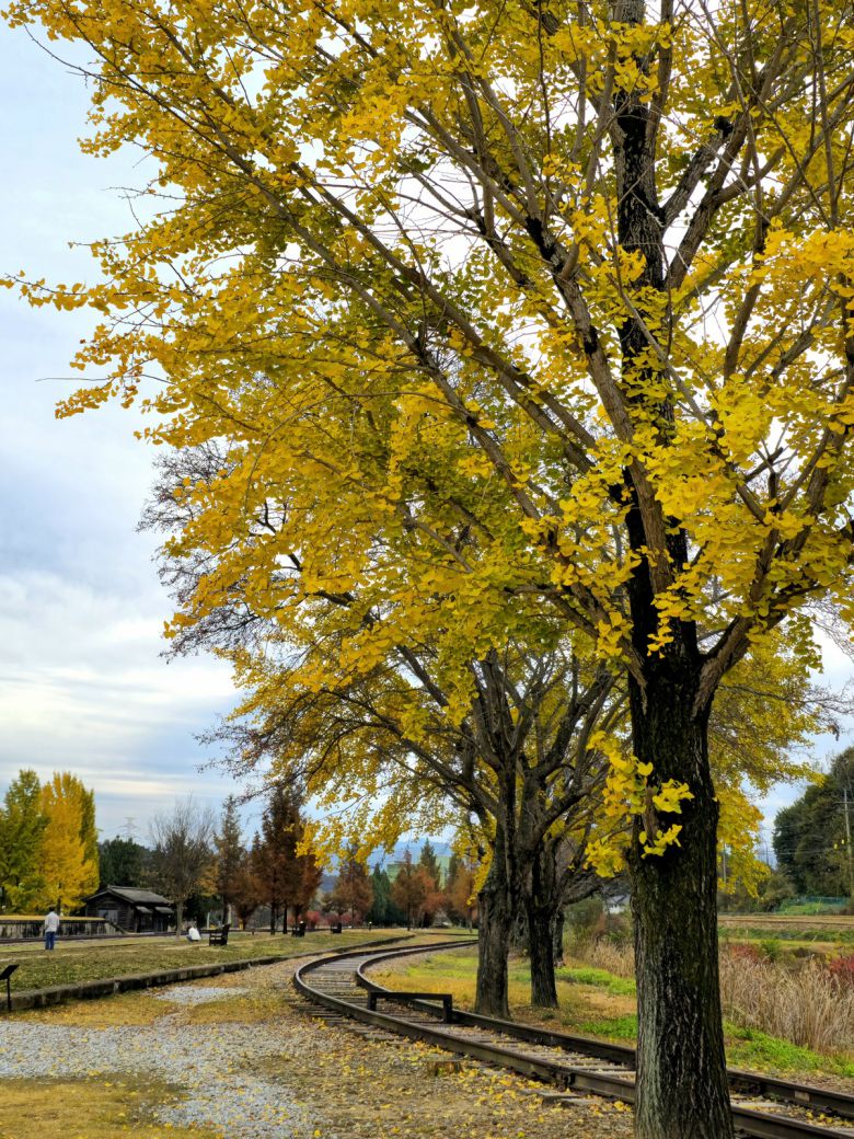 서도역 은행나무.