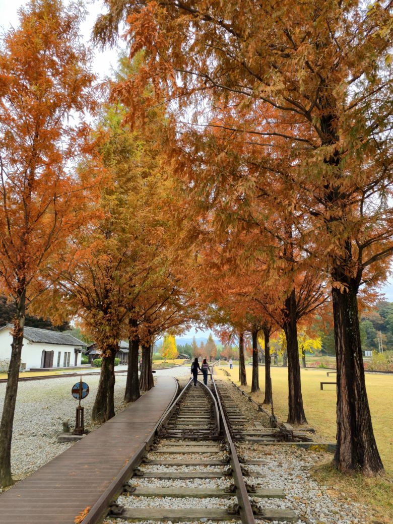 서도역 메타세쿼이아 단풍.
