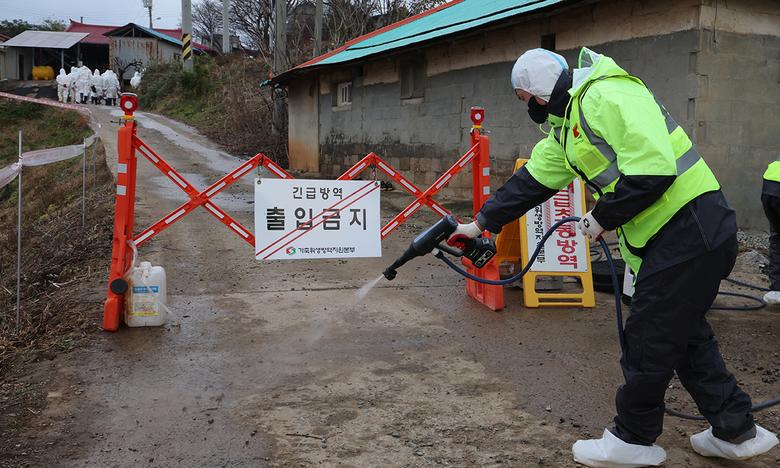 긴급 방역 25일 충남 당진시 한 돼지농장에서 치사율 100%에 달하는 아프리카돼지열병(ASF)이 발생해 가축위생방역지원본부 관계자가 농장 입구를 방역하고 있다. 충남도와 당진시는 ASF 발생 농장 10㎞ 이내 28개 양돈농장에 대해서도 방역을 하고 이동 제한 조치를 했다. 당진=뉴스1