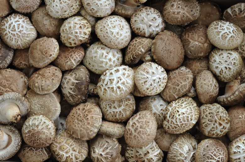 표고버섯. 연합뉴스