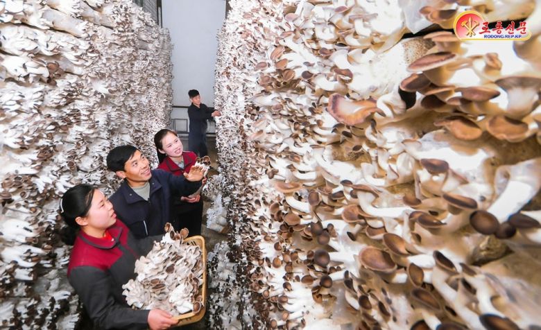 북한 노동당 기관지 노동신문은 9일 원산버섯공장에서 "인민생활에 이바지하기 위해 적극 노력하고 있다"고 선전했다.