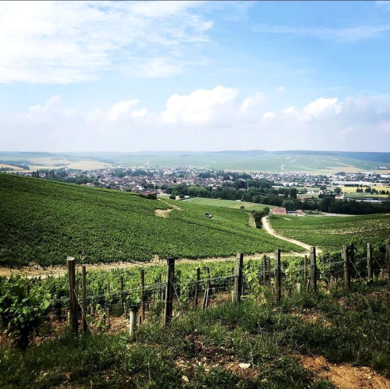 도멘 장 꼴레 그랑크뤼 발뮈르 포도밭 전경. 인스타그램