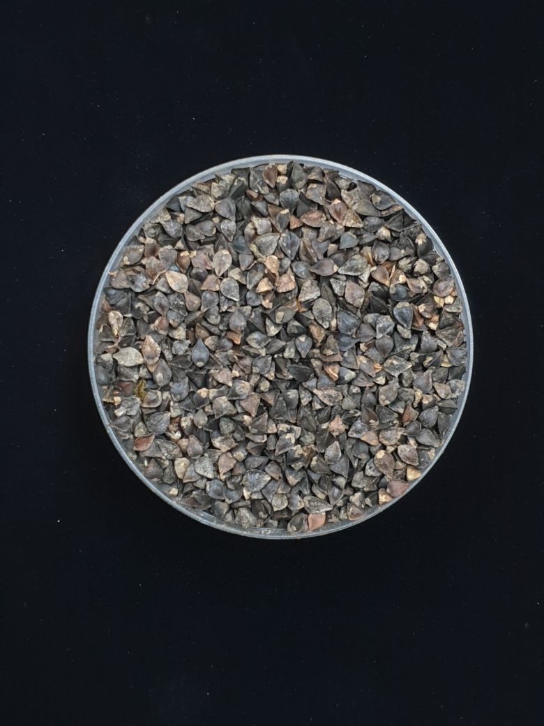 단메밀 품종 ‘양절’ 종자. 제주도농업기술원 제공