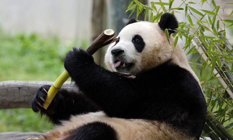 제2 푸바오 올까 한국에서 태어나 자라다 2024년 중국에 반환된 판다 푸바오가 쓰촨성 워룽 국가자연보호구 신슈핑 자이언트판다 기지에서 대나무를 먹고 있다. 이재명 대통령은 중국 측에 광주 우치동물원에 머물 판다를 보내줄 것을 요청하면서, 특히 푸바오를 특정해 언급했다고 밝혔다. 워룽=신화연합뉴스