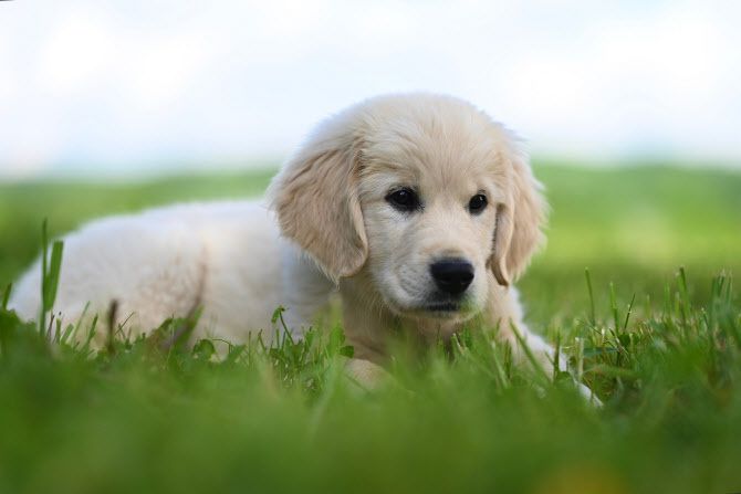‘재능 있는 단어 학습견’은 아기들이 말을 배우는 것처럼 주인의 대화를 엿듣고 새 단어를 배울 수 있다는 연구 결과가 나왔다. 게티이미지뱅크