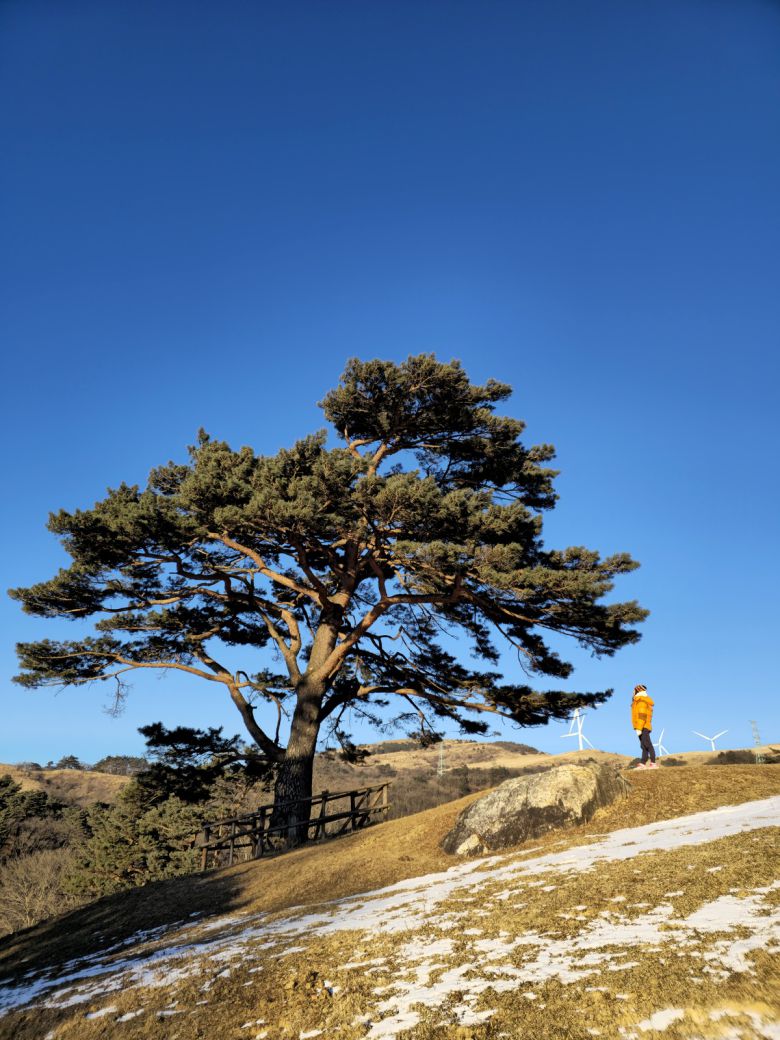 대관령 하늘목장 나 홀로 소나무.