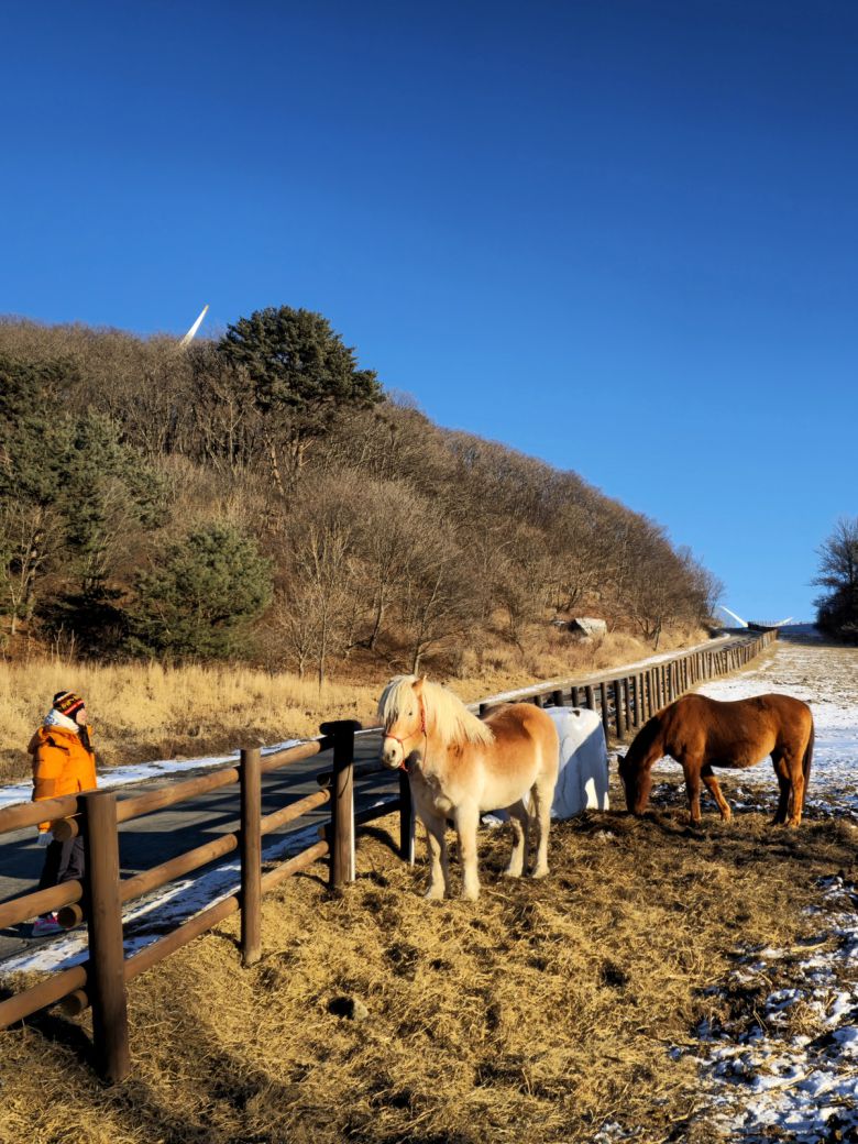 대관령 하늘목장 하프링거(왼쪽)과 제주마.