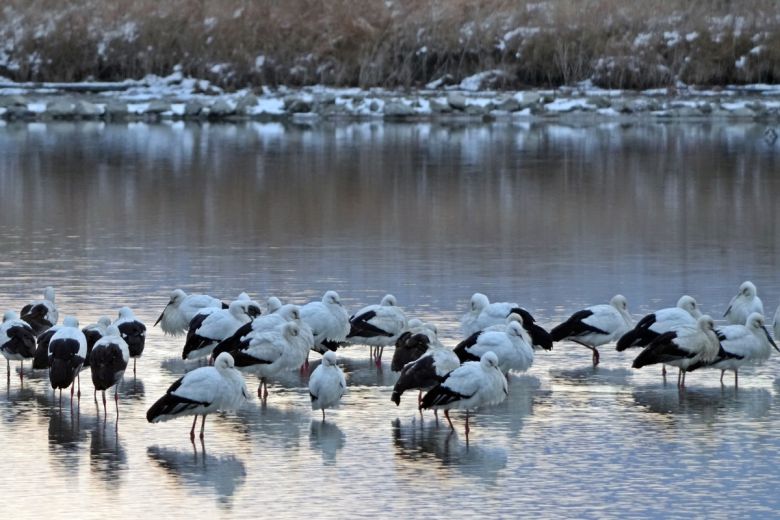 고창 해리천 황새.