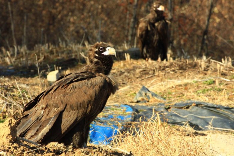 남원 보절면 신파제 일원에 천연기념물 독수리.