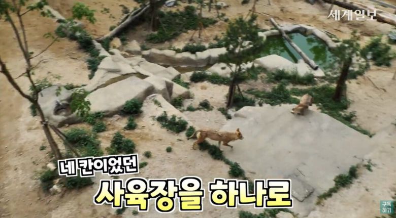 청주동물원의 넓은 사육장을 뛰어다니는 늑대들. 유튜브 세계일보 캡처