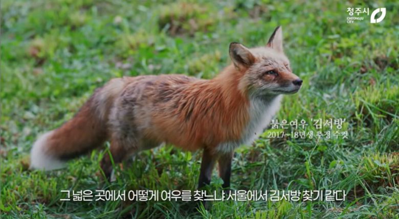 구조된 붉은 여우. 유튜브 청주시 캡처