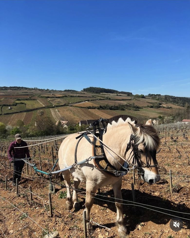말 쟁기질로 포도밭 관리.  인스타그램