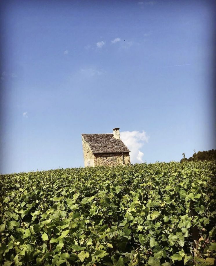 도멘 미쉘 르부르정 포도밭. 인스타그램