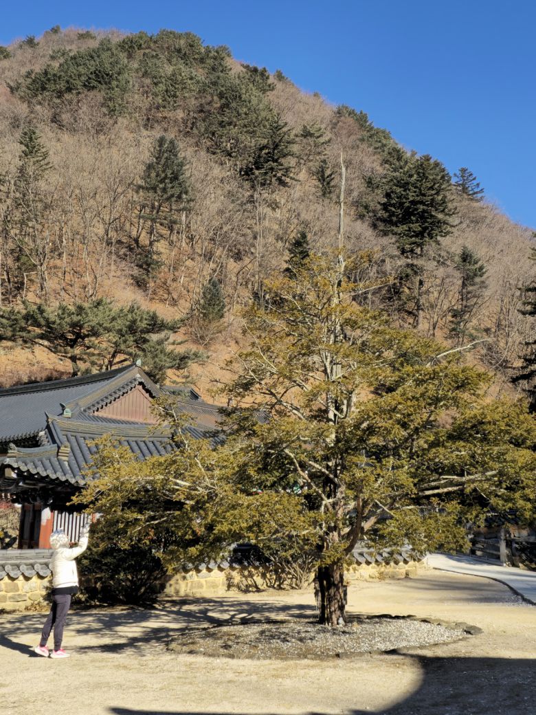 자장율사 주장자.