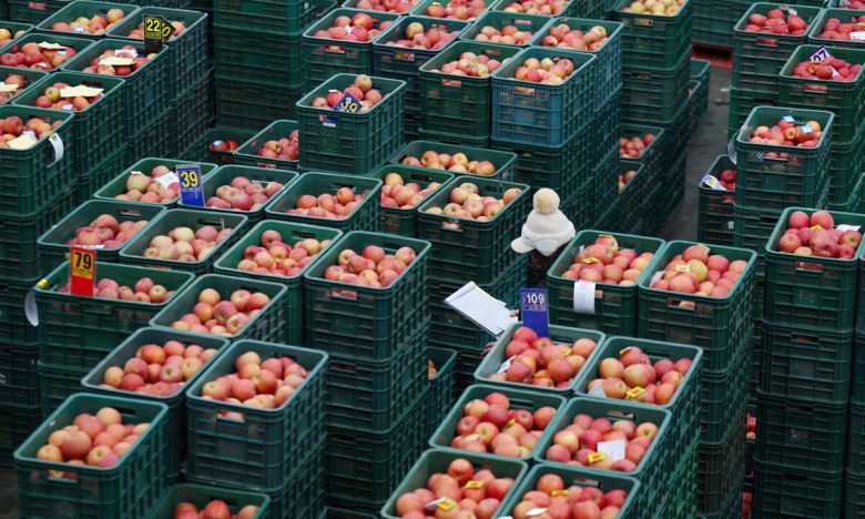 20일 오후 경북 안동시 안동농협 농산물공판장에서 지난해 수확해뒀던 저장 사과에 대한 경매가 진행 중이다. 연합뉴스
