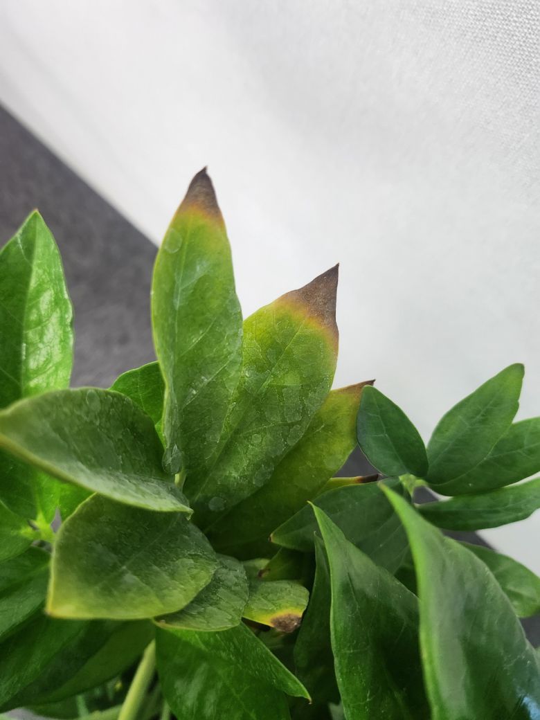 사진과 다른 구성으로 소비자 불만이 반복되고 있다. 독자 제공