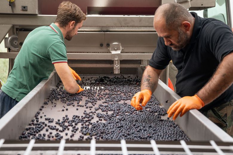 파라디소 포도알 고르는 작업. 홈페이지