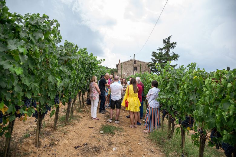 파라디소 포도밭 투어. 홈페이지