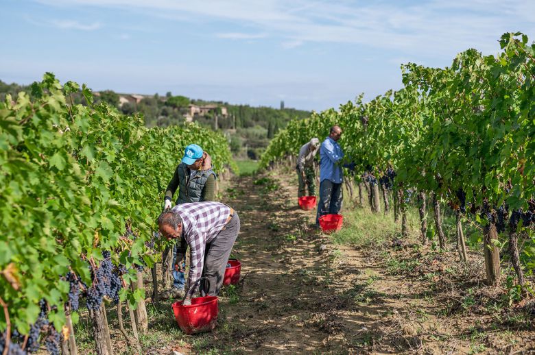 파라디소 손수확. 홈페이지