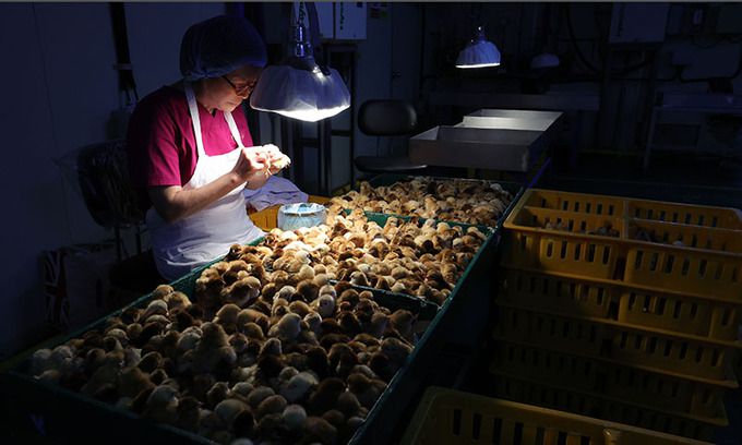 49년째 병아리 감별사로 일하는 하경미(67)씨가 전북 익산시 하림낭산부화장에서 암수를 구분 감별을 하고 있다.