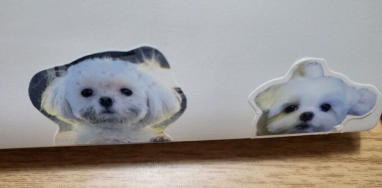 재롱이의 스티커가 붙어있는 기자의 노트북.