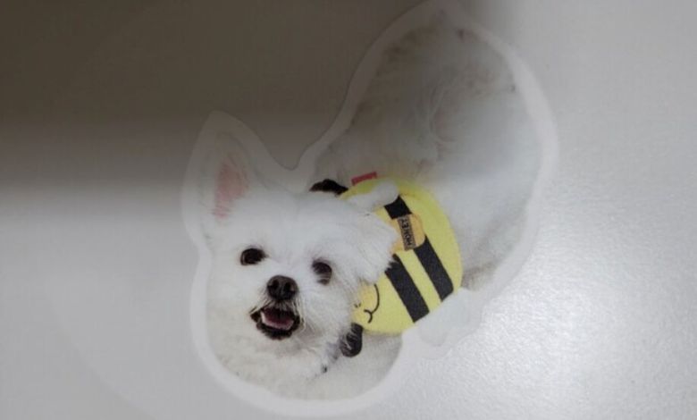 재롱이의 스티커가 붙어있는 기자의 노트북.