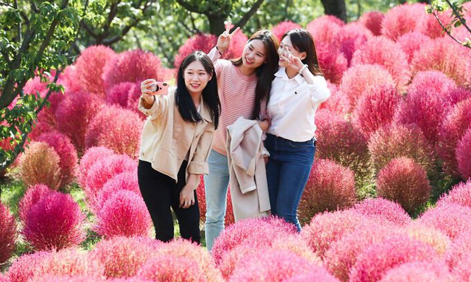 코키아 수천그루가 빨갛게 물들 예정인 에버랜드 하늘정원길.