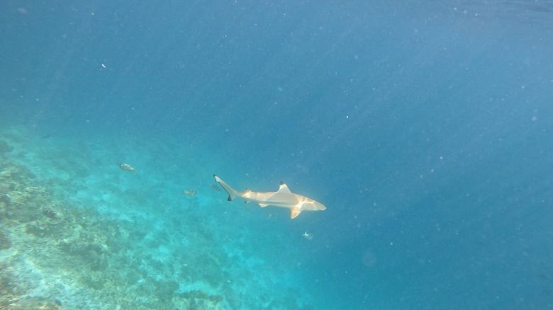 스노클링하다 만난 상어. 사진=정희원 기자