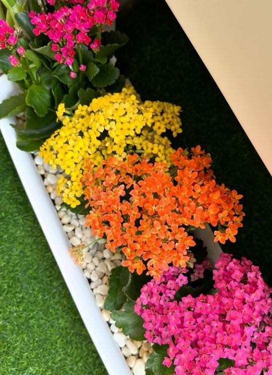 사진=송가인 인스타그램