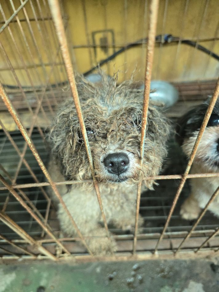 비위생적인 뜬장에서 질병으로 눈을 제대로 뜨지 못하고 있는 강아지. 동물자유연대 제공