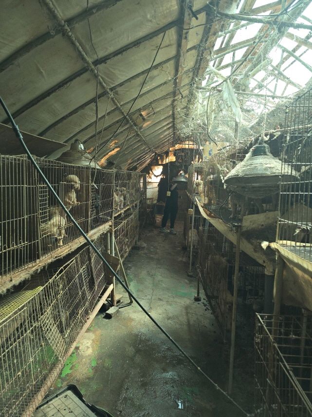 세종의 한 동물미용학원의 비위생적인 사육환경. 동물자유연대 제공