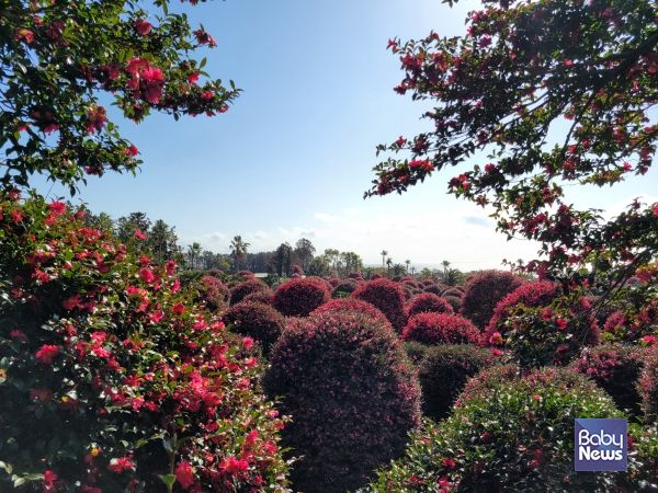 겨울 제주 동백꽃. ⓒ김재원