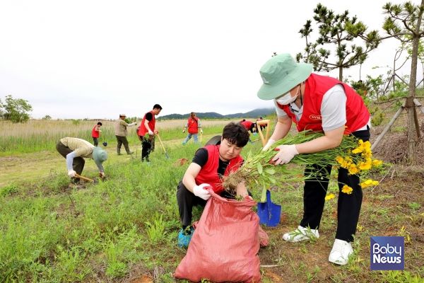 하림 직원이 지난 22일 새만금환경생태단지에서 토종 생태계 보호를 위해 생태계 교란종인 큰금계국을 뿌리째 뽑고 있다. ⓒ(주)하림
