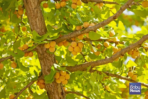 거칠어지고 건조해진 피부는 손상되기 쉬운데, 은행은 피부의 보습에도 도움을 줄 수 있다. ⓒ베이비뉴스
