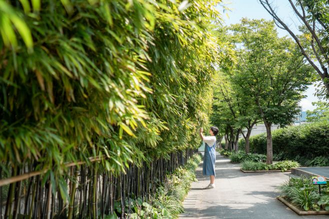 문화생태공원의 대나무길/ 한국관광공사 제공