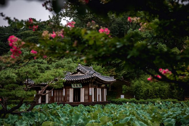 연꽃과 배롱나무꽃에 둘러싸인 선교장 활래정/ 한국관광공사 제공