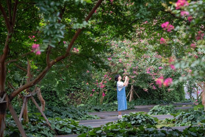 국립아시아문화전당 배롱나무/ 한국관광공사 제공