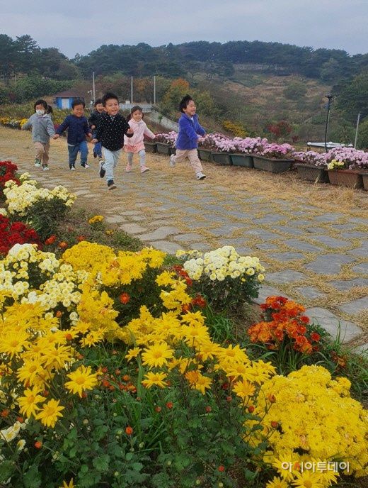 지난해 11월12일 가을의 끝자락에서 어린이들이 국화꽃이 활짝핀 노동저수지 제방을 활짝 웃으면서 마음껏 뛰놀고 있다./신동준 기자
