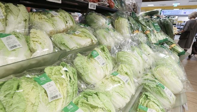 대형마트에 진열된 배추./연합뉴스