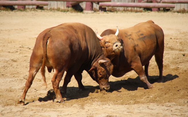 26일 창녕 부곡 소 힘겨루기 경기장에서 제21회 창녕 전국 민속 소힘겨루기가  8강전이 펼쳐지고 있다. /오성환 기자