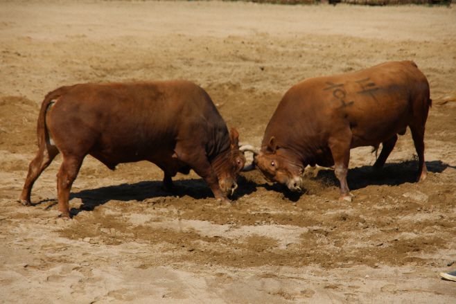 26일 창녕 부곡 소 힘겨루기 경기장에서 제21회 창녕 전국 민속 소힘겨루기  8강전이 펼쳐지고 있다. /오성환 기자