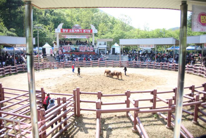 제21회 창녕 전국 민속 소힘겨루기경기가 열리고 있는 창녕 소 힘겨루기 경기장 전경. /오성환 기자