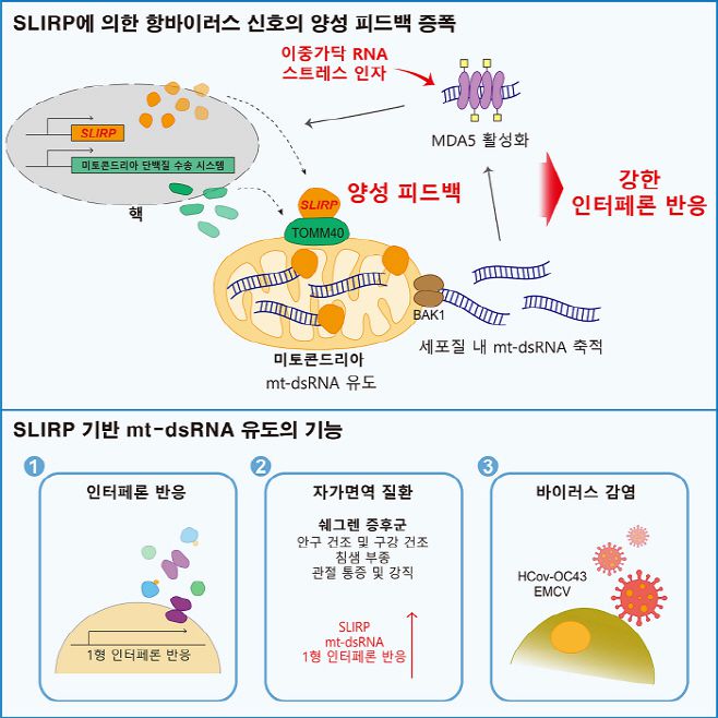 슬러프(SLIRP) 단백질에 의한 항바이러스 신호 증폭 모식도./한국과학기술원