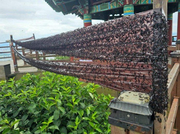 끈끈이 트랩에 붙은 러브버그떼./인천 계양구