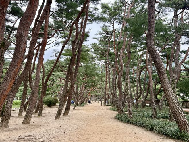 의림지 인근 솔밭공원. / 이장원 기자