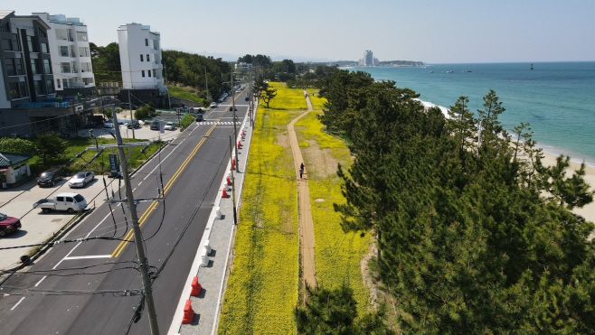 사근진 유채꽃 조성현장 모습./강릉시
