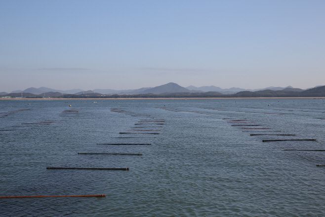충남도의 수출 효자품목 김 양식장.